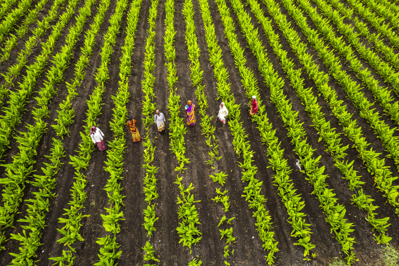 Aerial view of green agriculture field, India.